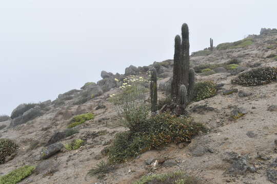 Plancia ëd Senecio antofagastanus Cabrera