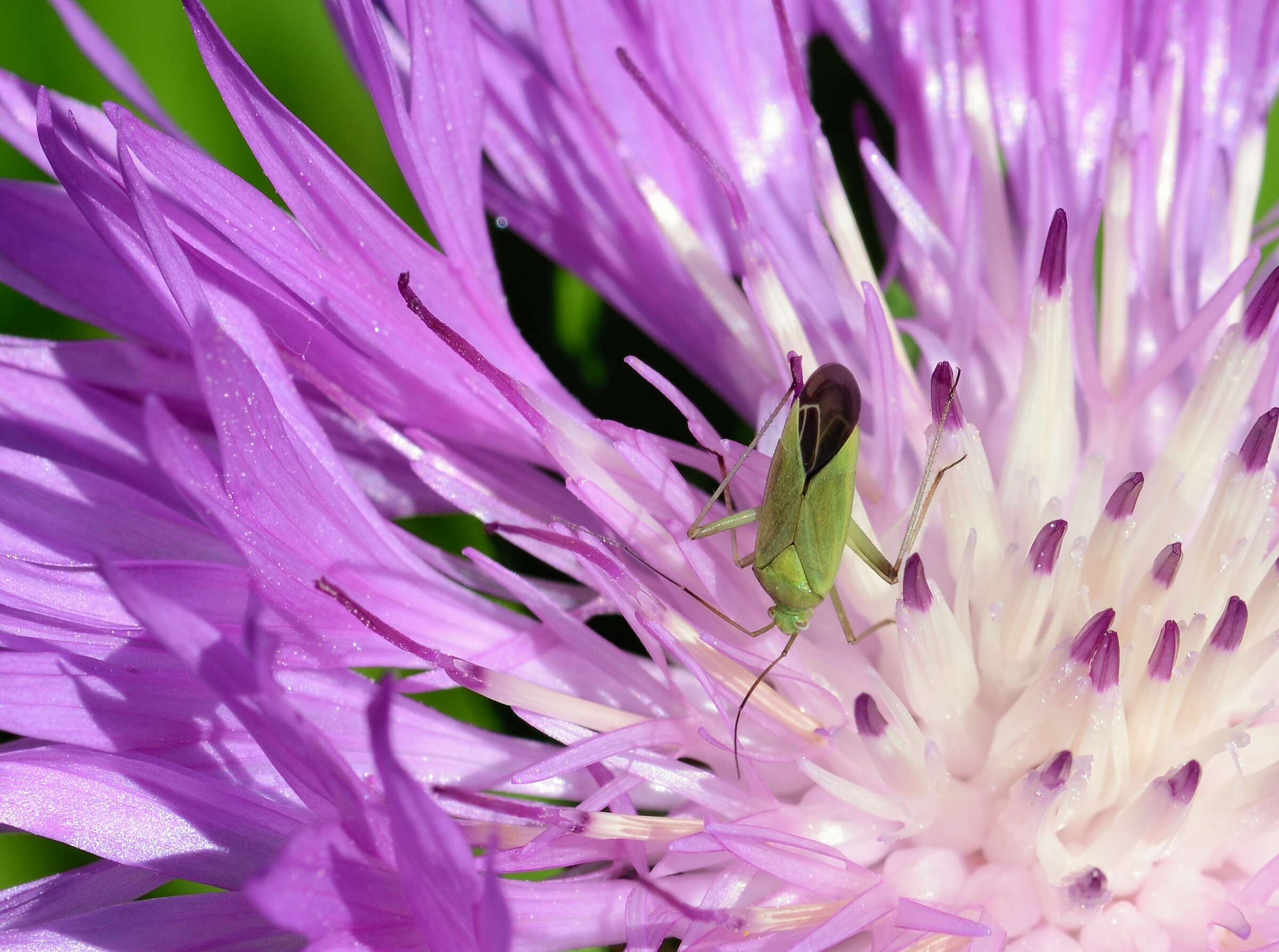 Image of Lygocoris