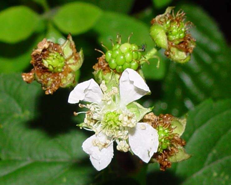 صورة Rubus accrescens Newton