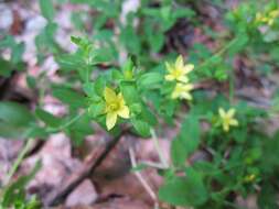 Image of Lysimachia nemorum L.