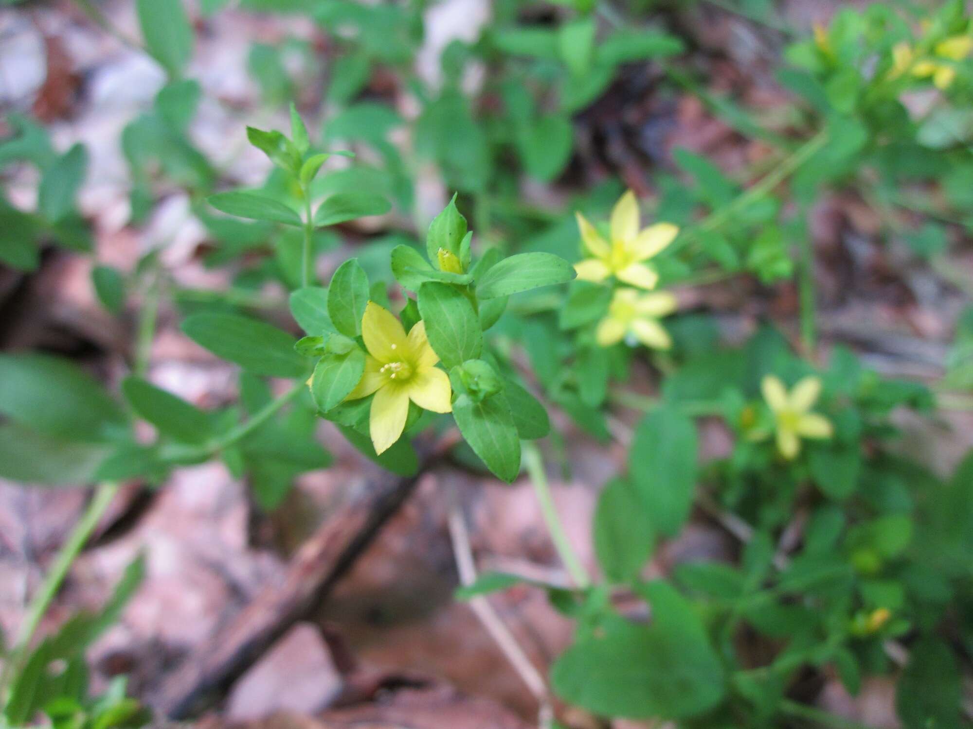 Lysimachia nemorum L. resmi