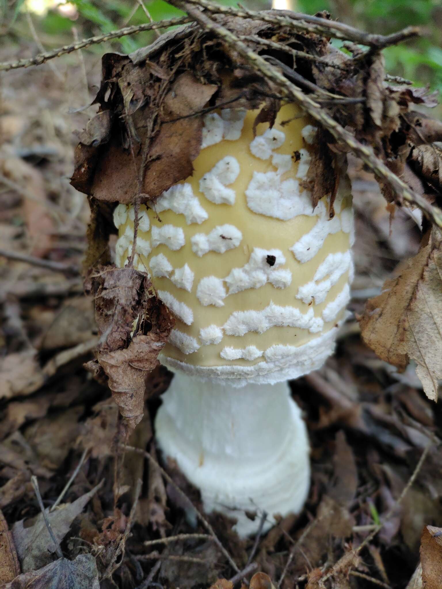 Image of Amanita velatipes G. F. Atk. 1900