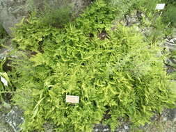 Image of scented oakfern