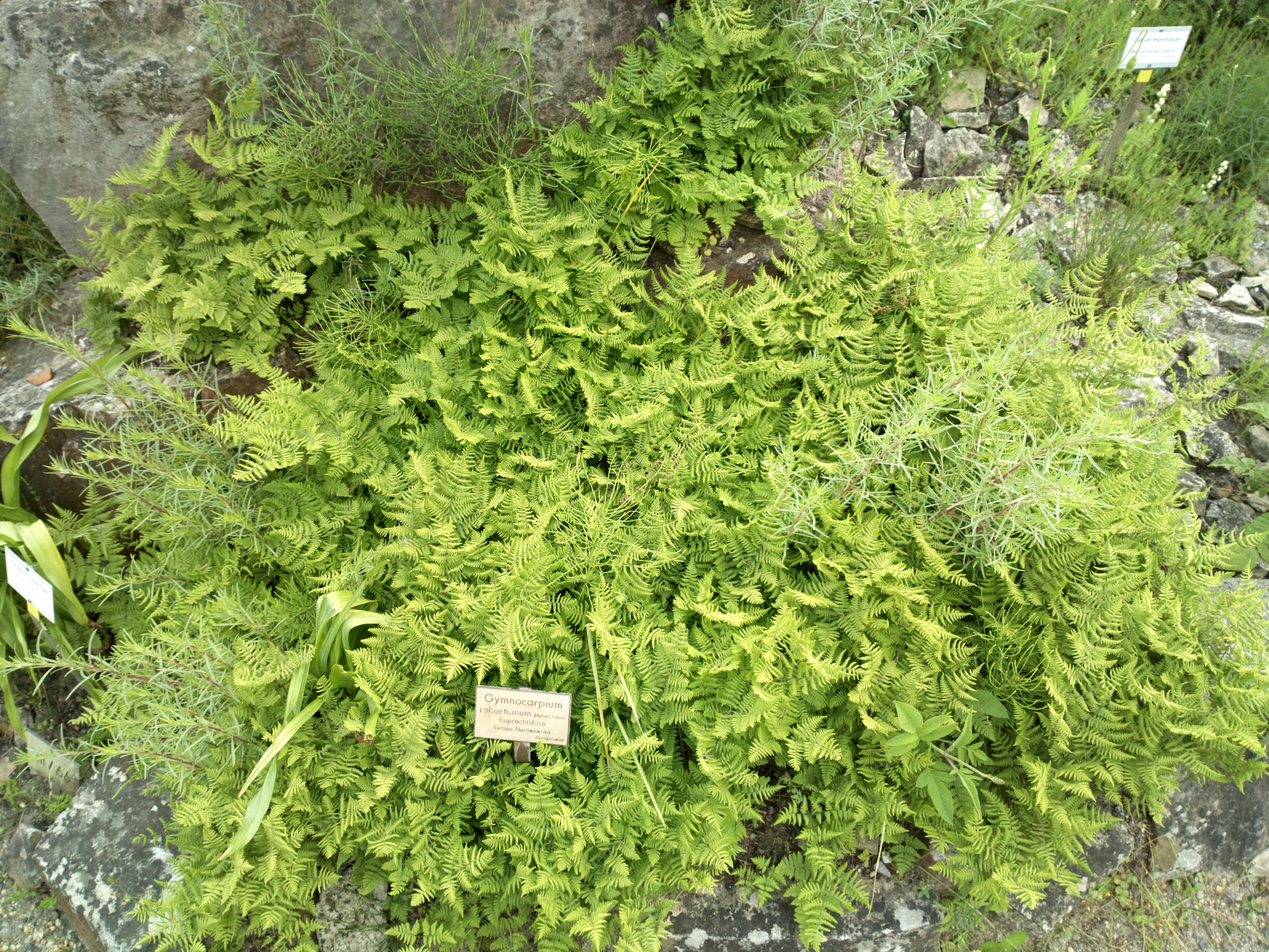 Image of scented oakfern