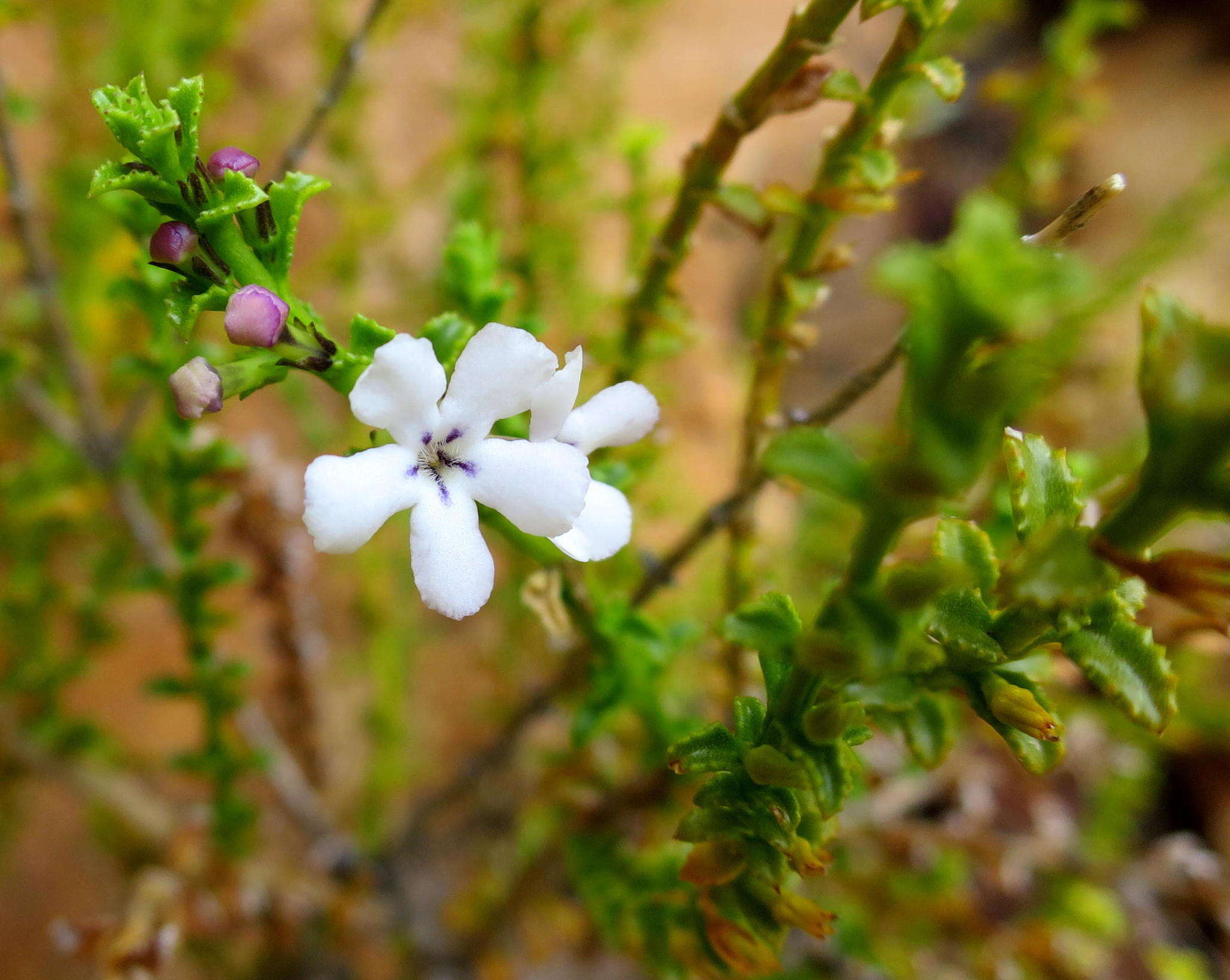 Image de Oftia glabra Compton