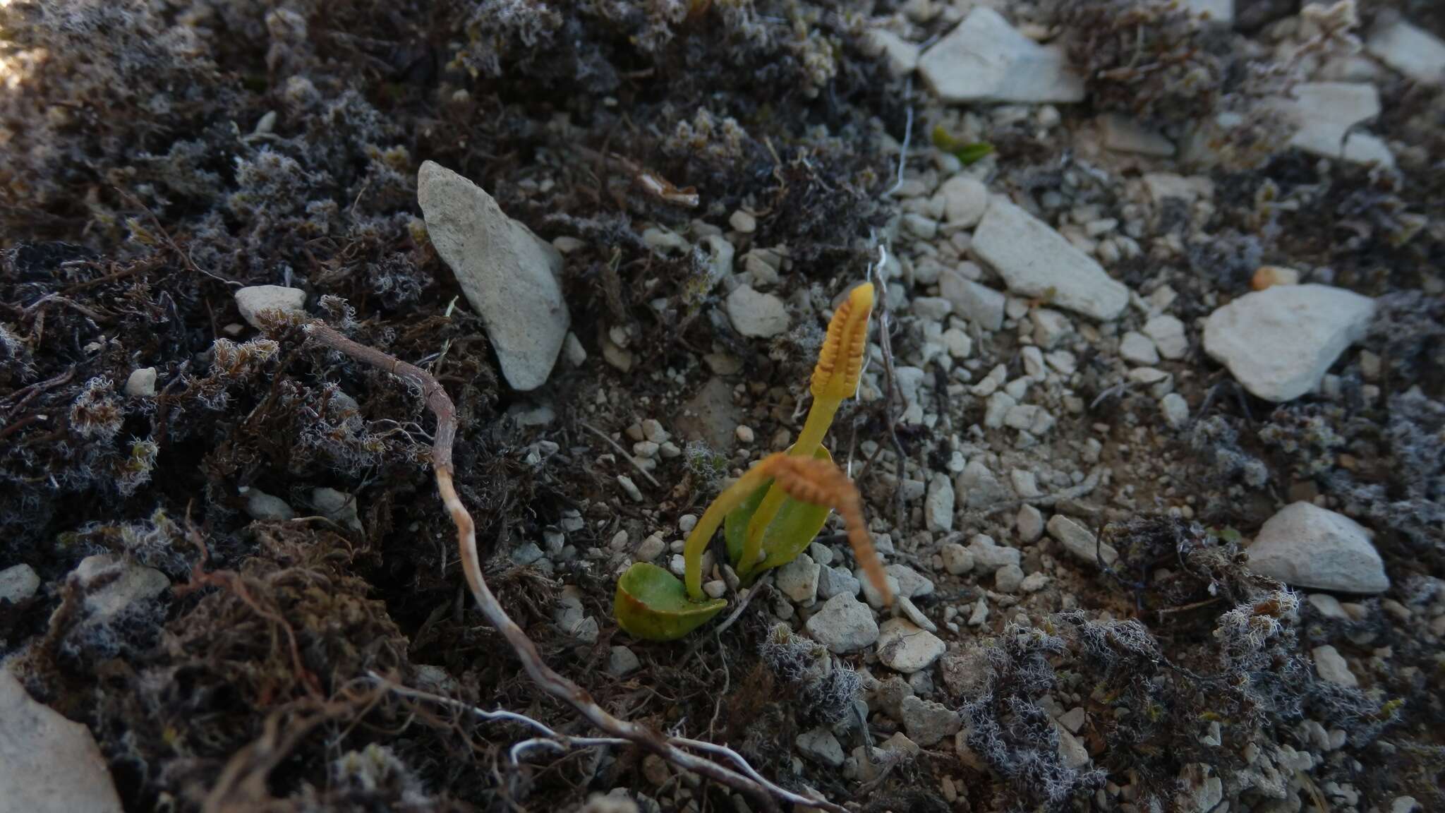 Image of Ophioglossum coriaceum A. Cunn.