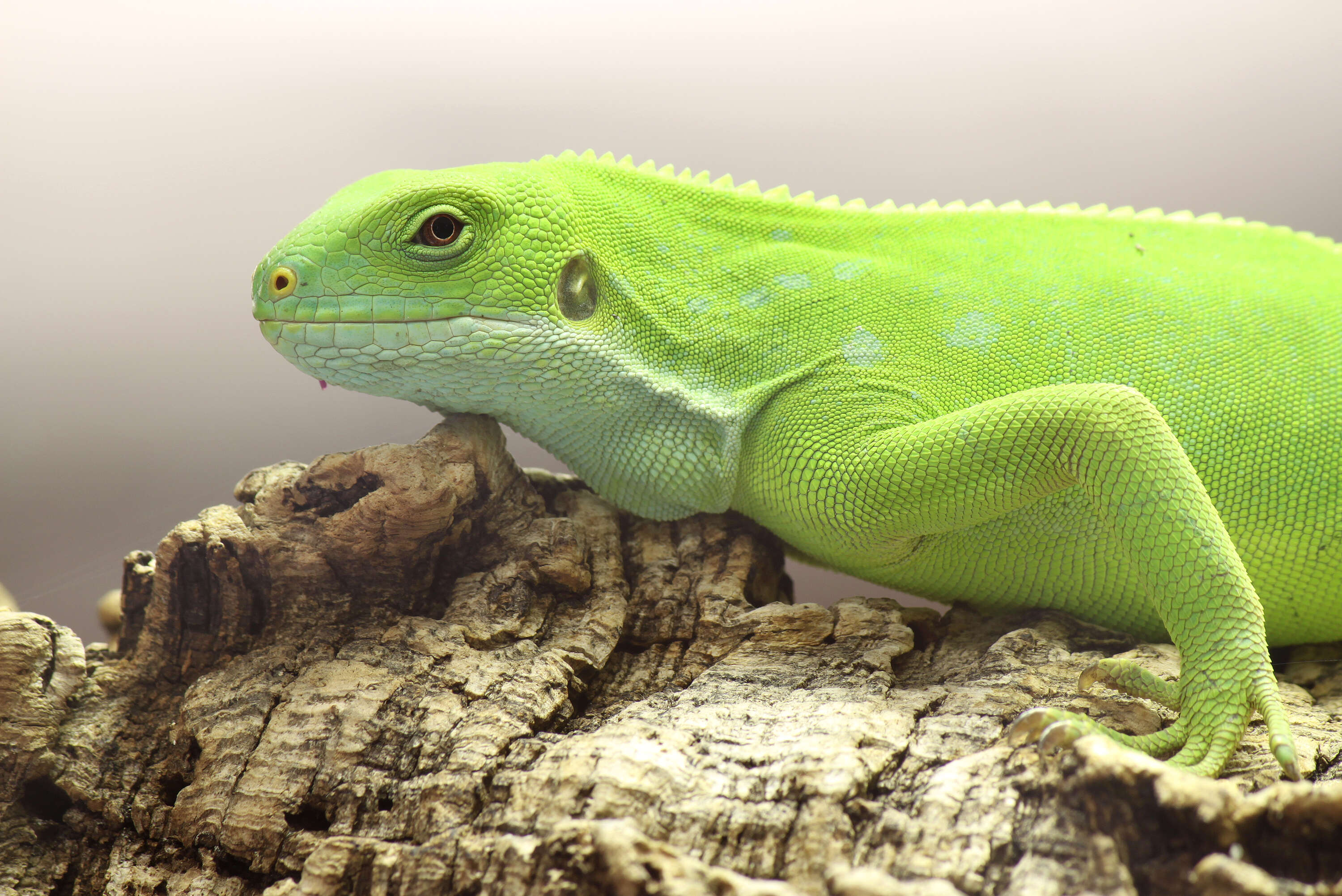 Image of Fiji iguanas