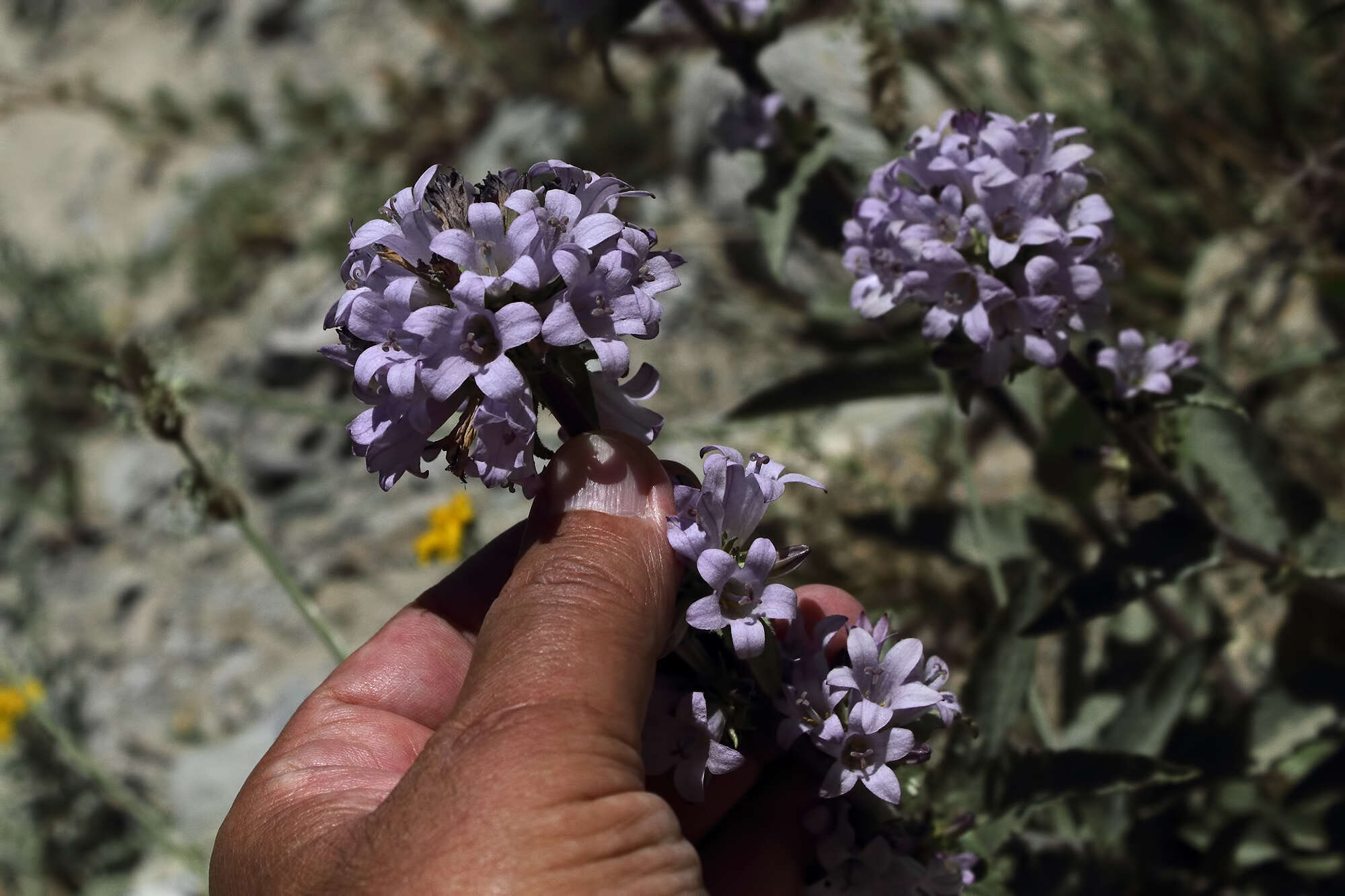 Imagem de Campanula glomerata subsp. hispida (Witasek) Hayek