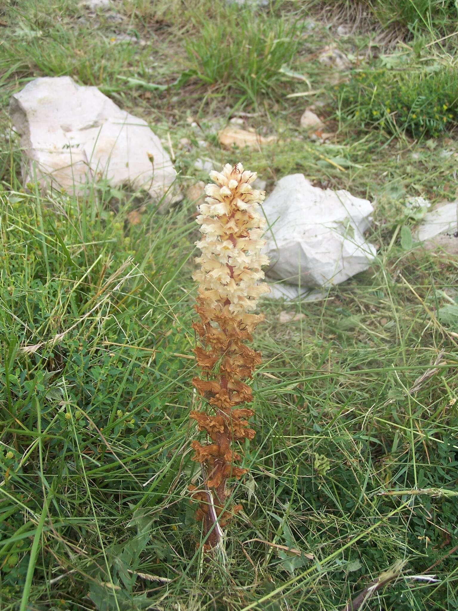 Image of Orobanche amethystea Thuill.