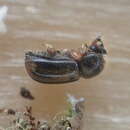 Image of Striped Ambrosia Beetle