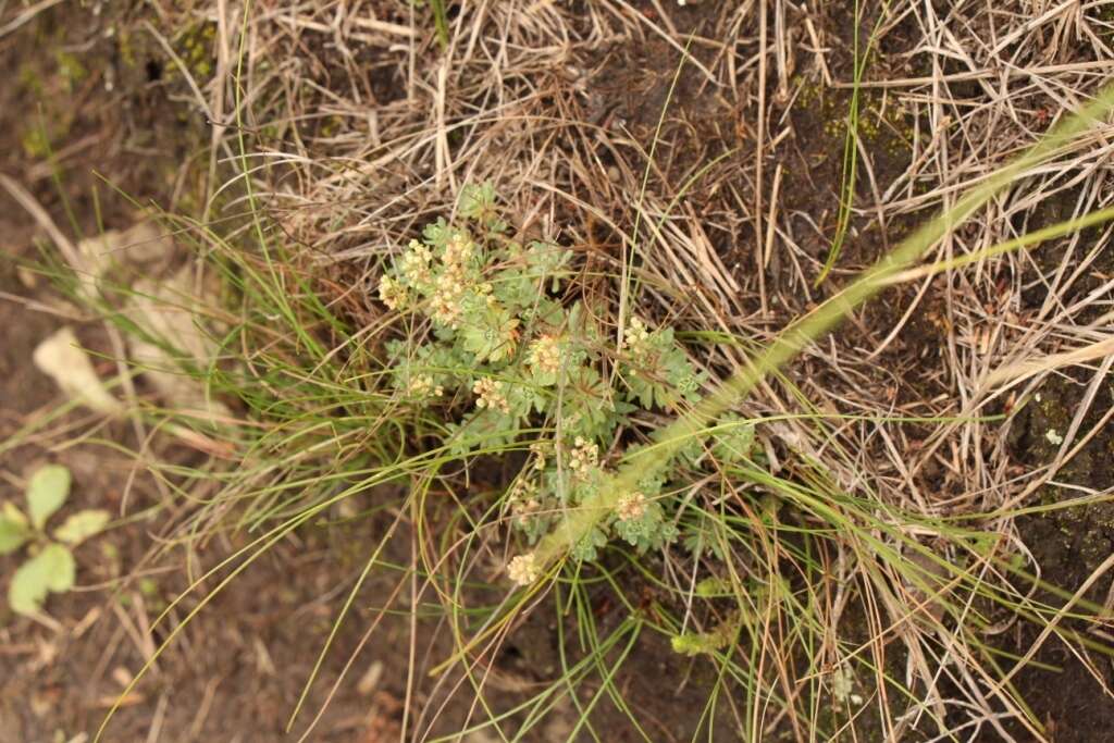 Image of Psammotropha mucronata (Thunb.) Fenzl