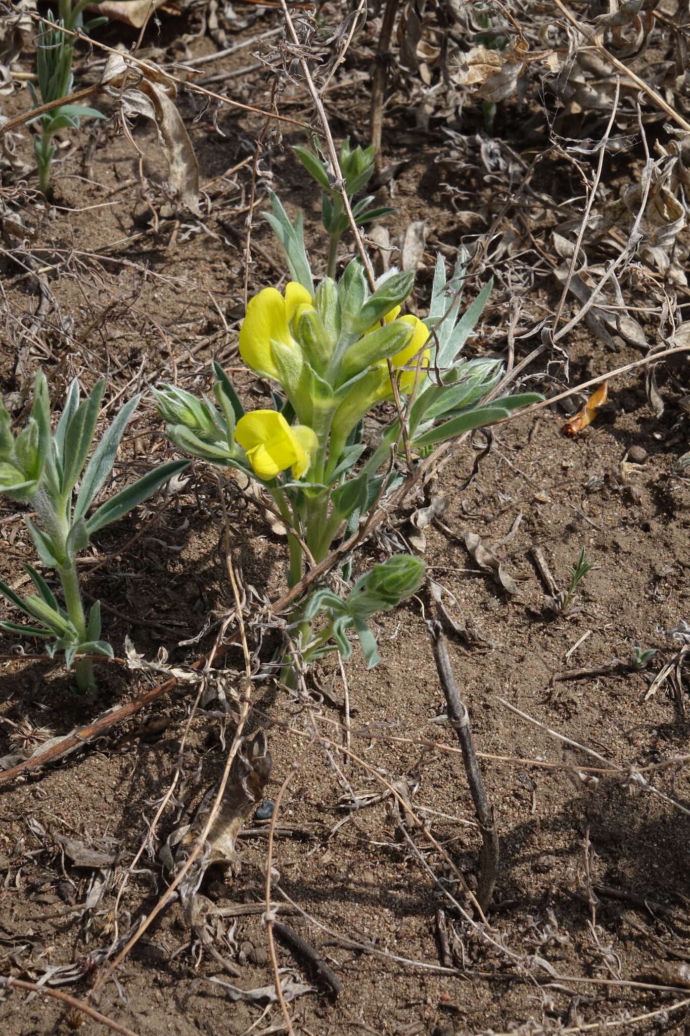 Image of Thermopsis mongolica Czefr.