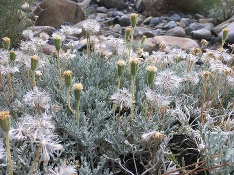 Image of Shasta chaenactis