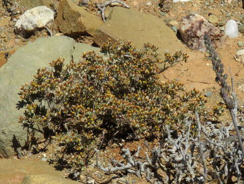 Image de Helichrysum asperum var. appressifolium (Moeser) Hilliard