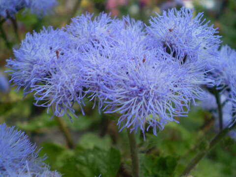 Imagem de Ageratum houstonianum Mill.