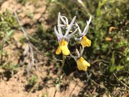 Слика од Nemesia cheiranthus E. Mey. ex Benth.