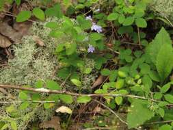 Слика од Lobelia appendiculata A. DC.