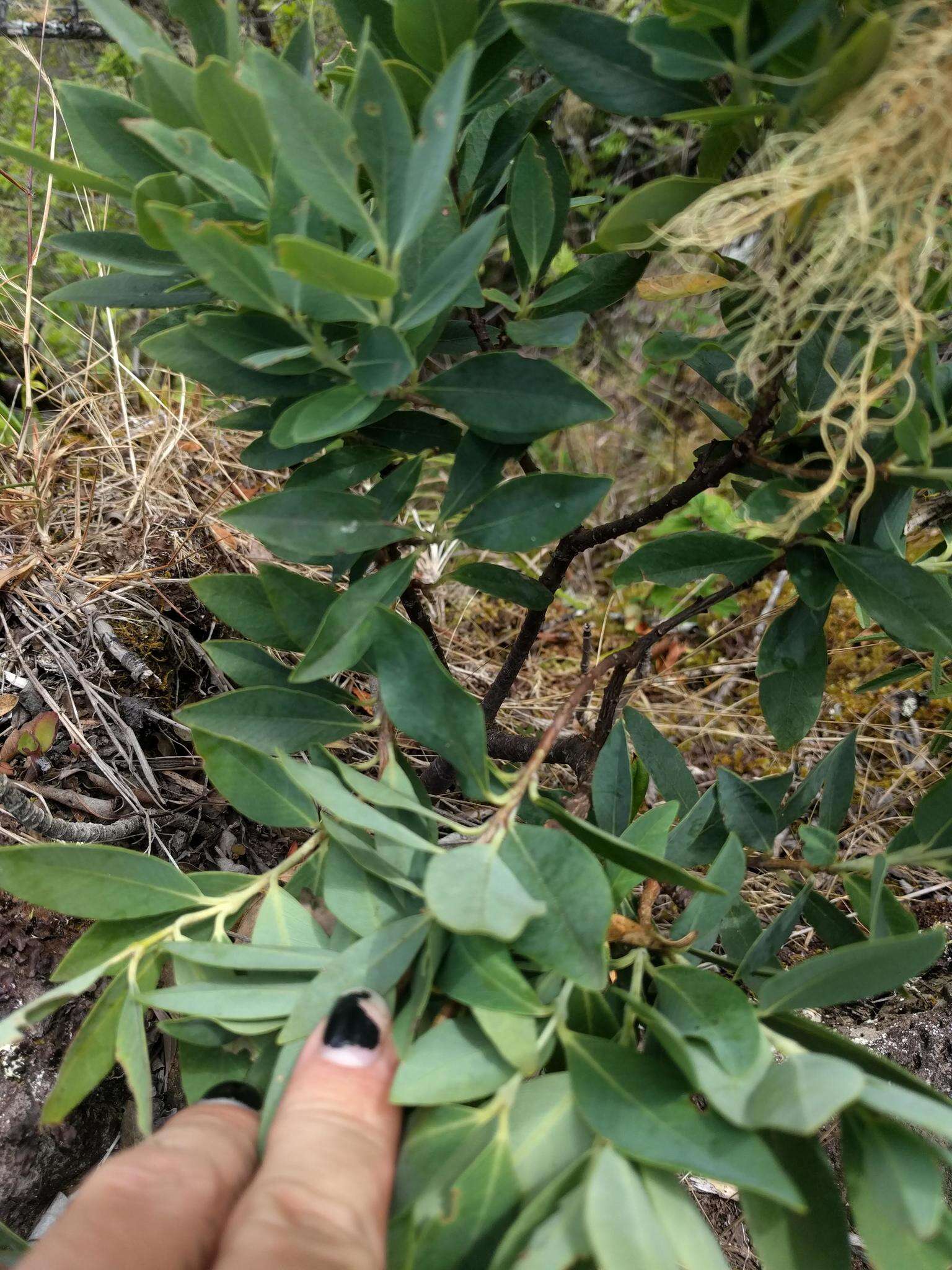 صورة Wikstroemia oahuensis (A. Gray) Rock