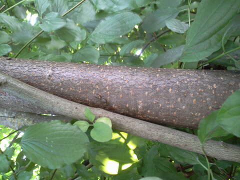 Image of Bird Cherry