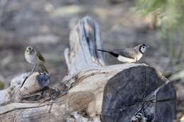 صورة Stizoptera bichenovii annulosa (Gould 1840)