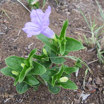 Image of Ruellia cordata Thunb.