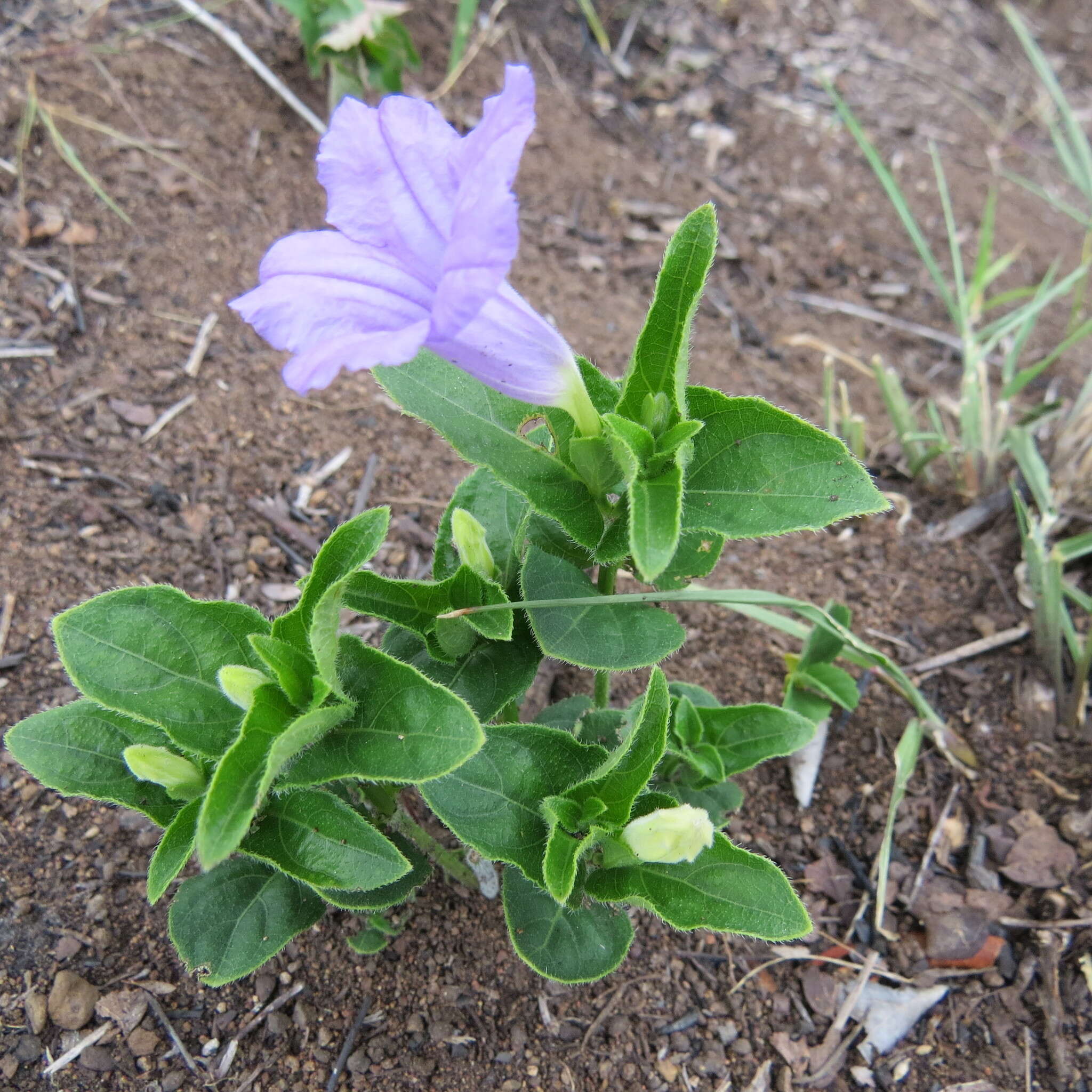 Plancia ëd Ruellia cordata Thunb.