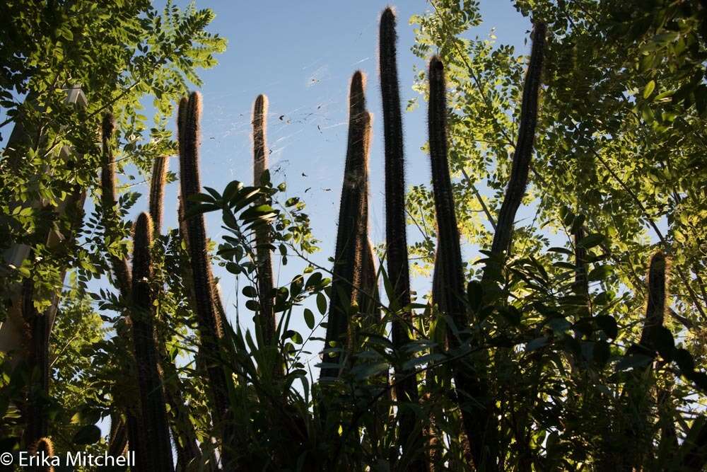 Image of Pilosocereus lanuginosus (L.) Byles & G. D. Rowley