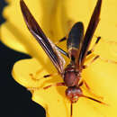 Image of Polistes annularis (Linnaeus 1763)