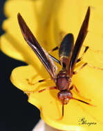 Image of Polistes annularis (Linnaeus 1763)