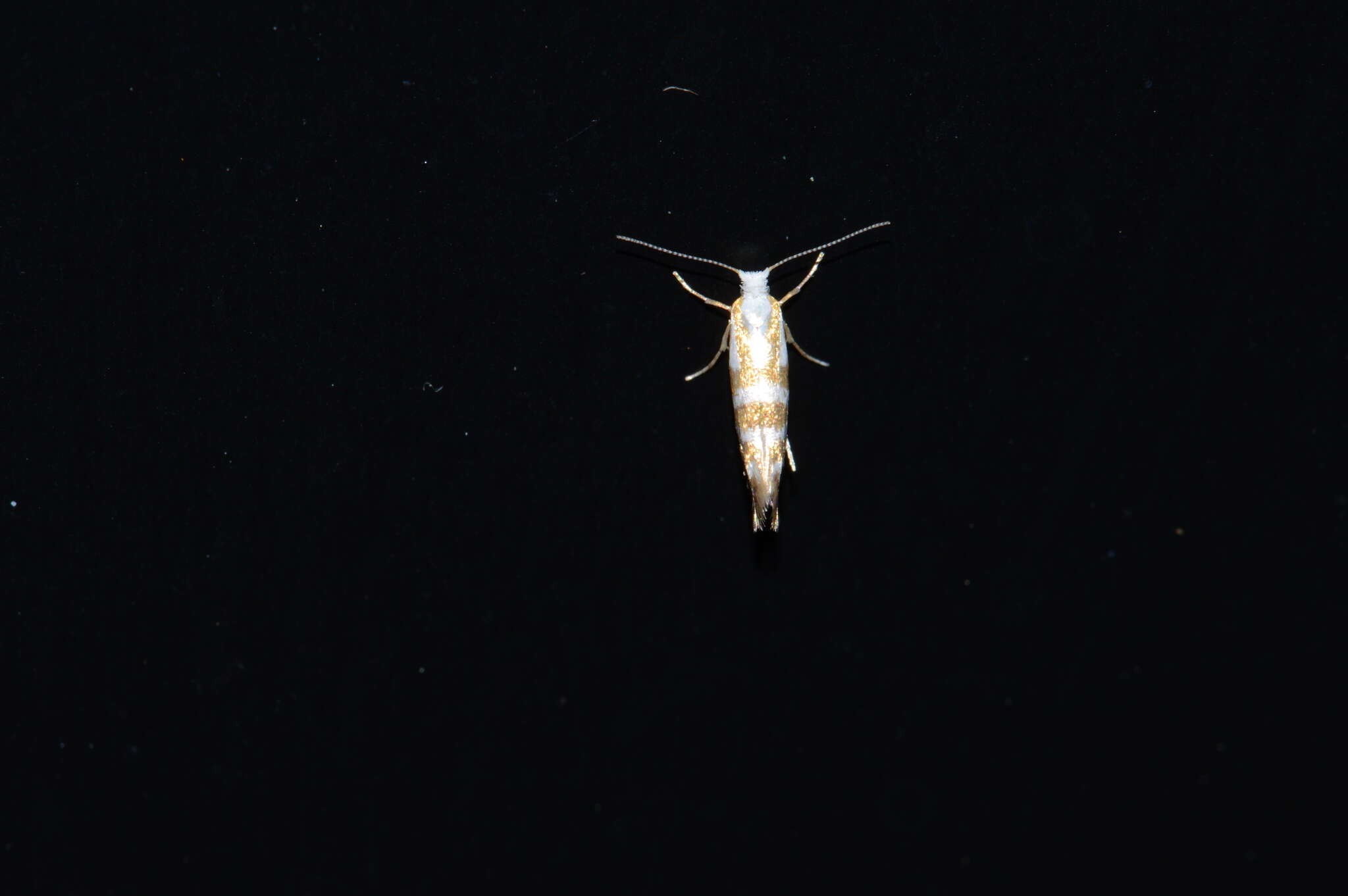 Image of Argyresthia aureoargentella Brower 1953