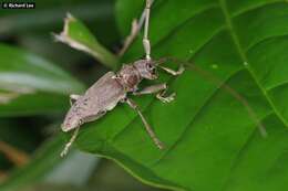 Image de Acalolepta rusticatrix (Fabricius 1801)