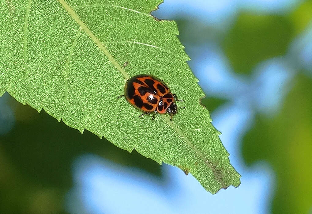 Imagem de Neoharmonia venusta (Melsheimer 1847)