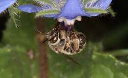 Image of Anthophora crassipes Lepeletier 1841