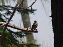 Image of Townsend's Solitaire