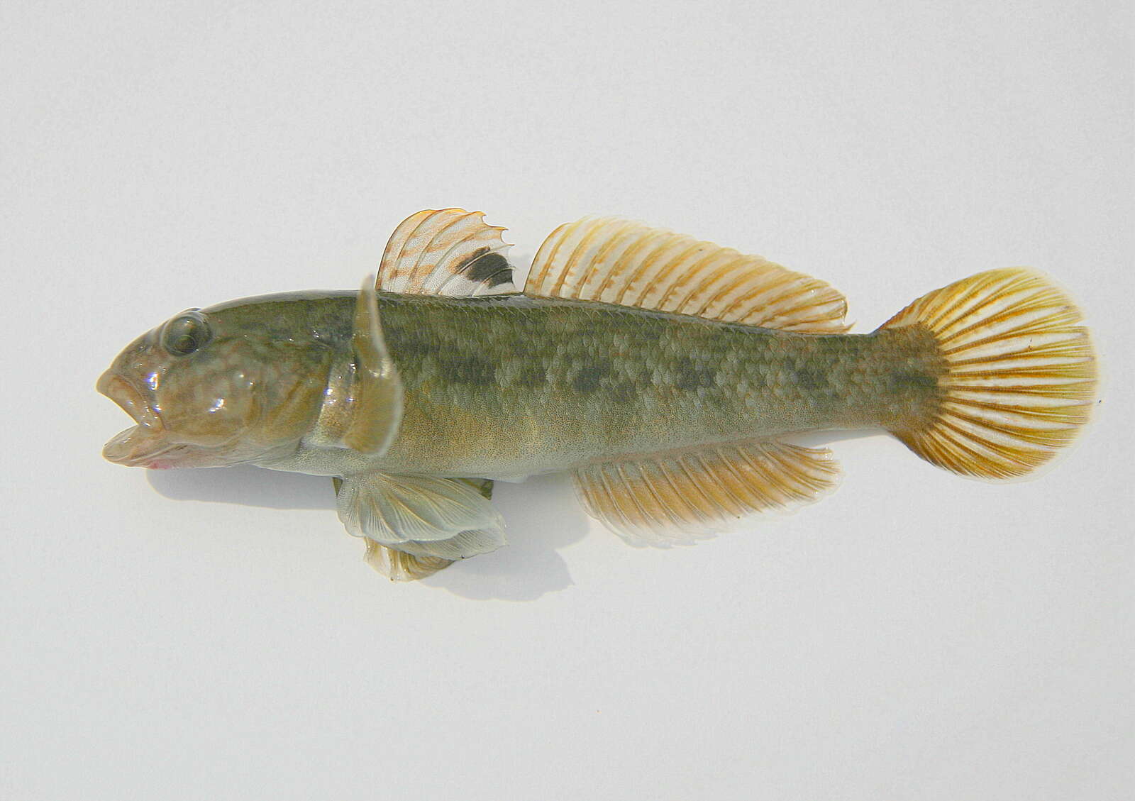 Image of Neogobius