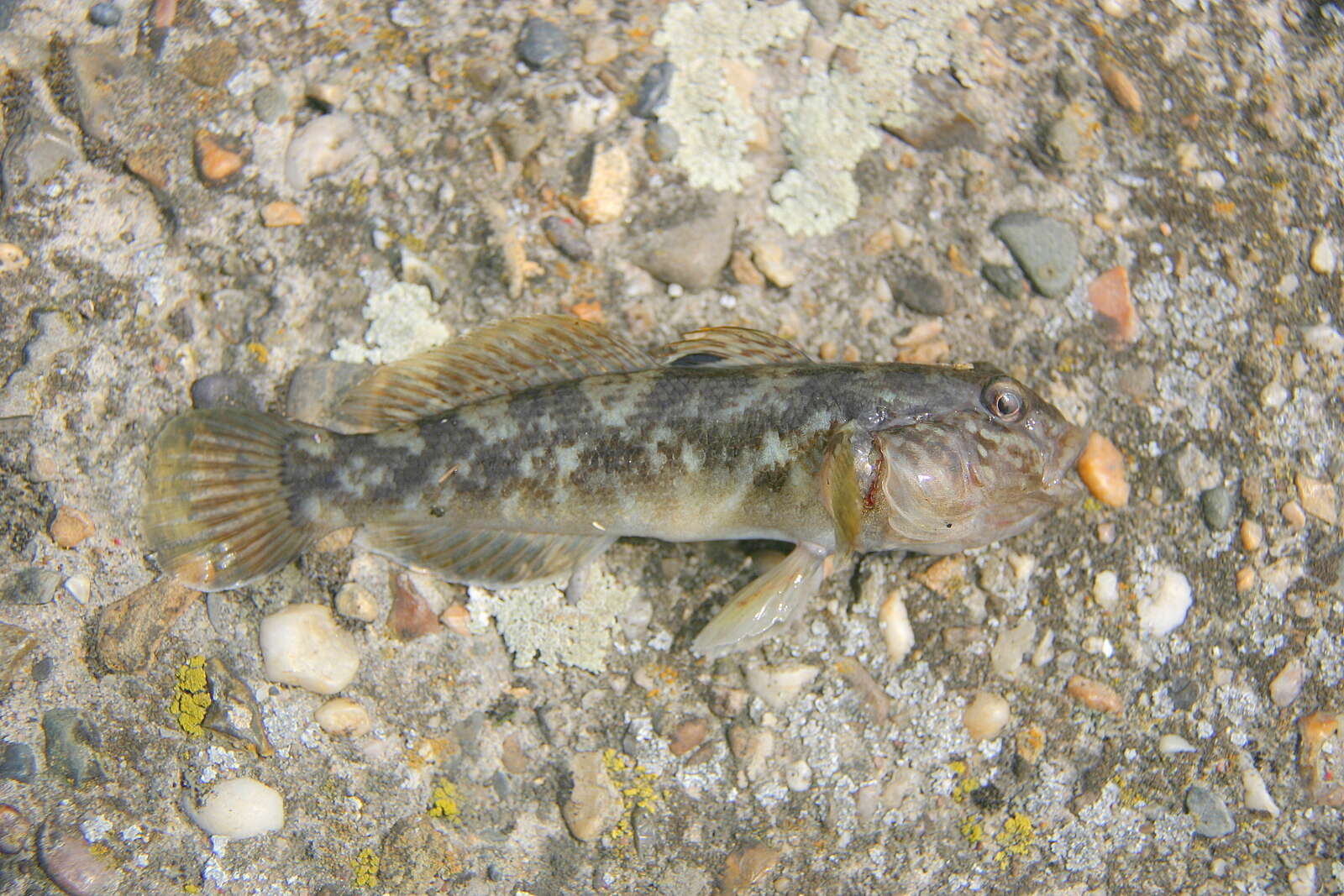 صورة Neogobius