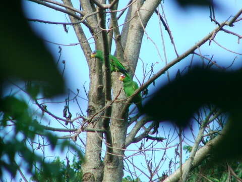 Image of White-fronted Amazon