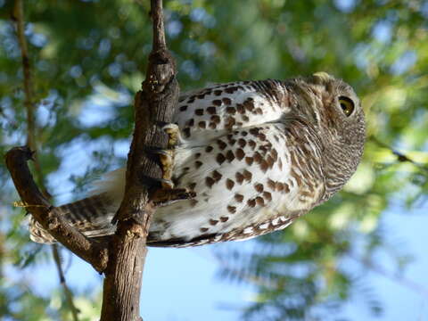 Image of African Barred Owlet