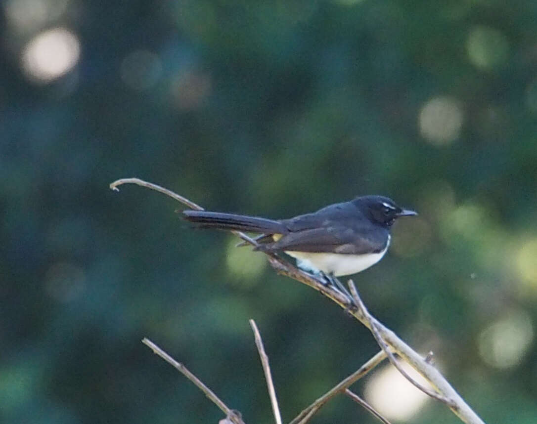 Image of Willie Wagtail