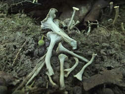 Image of Craterellus undulatus