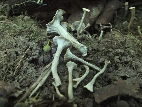 Plancia ëd Craterellus undulatus