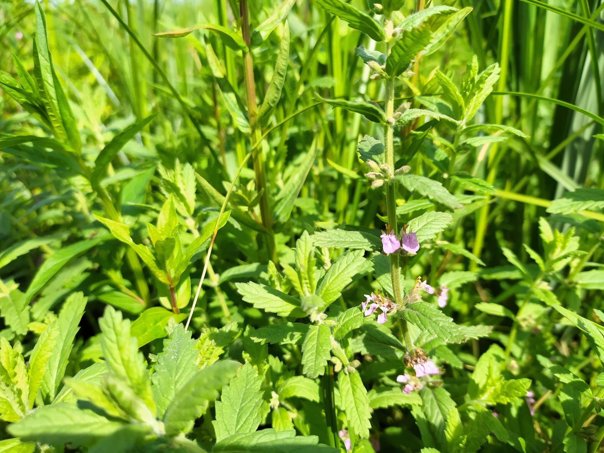 Image of Water germander