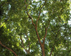 Image of Carya illinoinensis