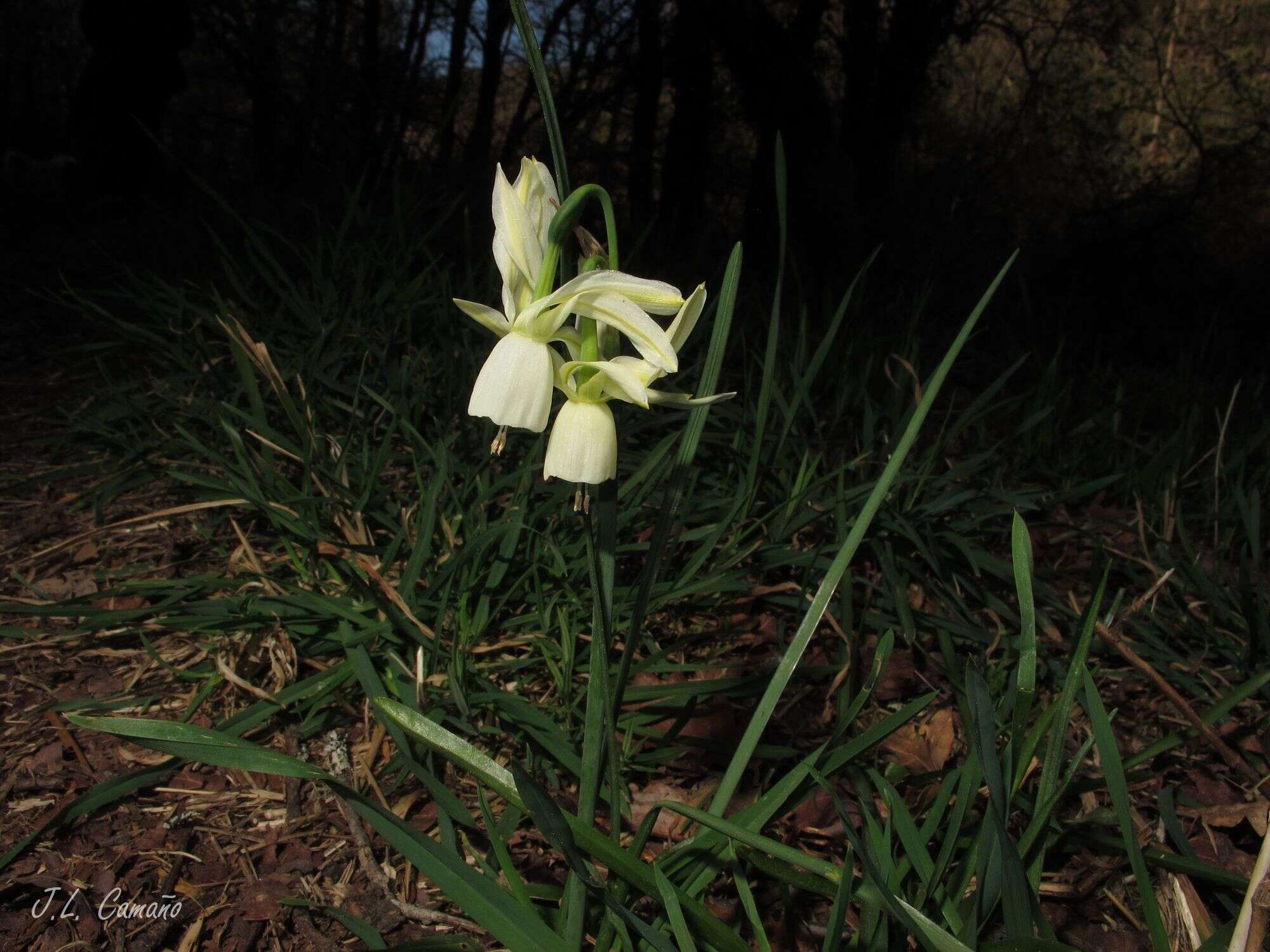 Image de Narcissus triandrus subsp. triandrus