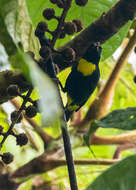 Image of Golden-chested Tanager