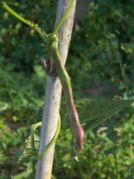 Image of kidney bean