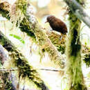 Thripadectes ignobilis (Sclater, PL & Salvin 1879)的图像