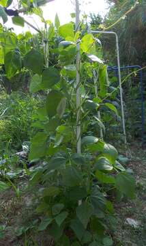 Image of kidney bean