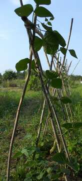 Image of kidney bean