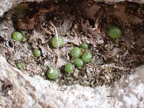 Image of Mannia triandra (Scop.) Grolle